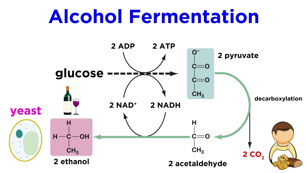 <p>Fermentation</p>