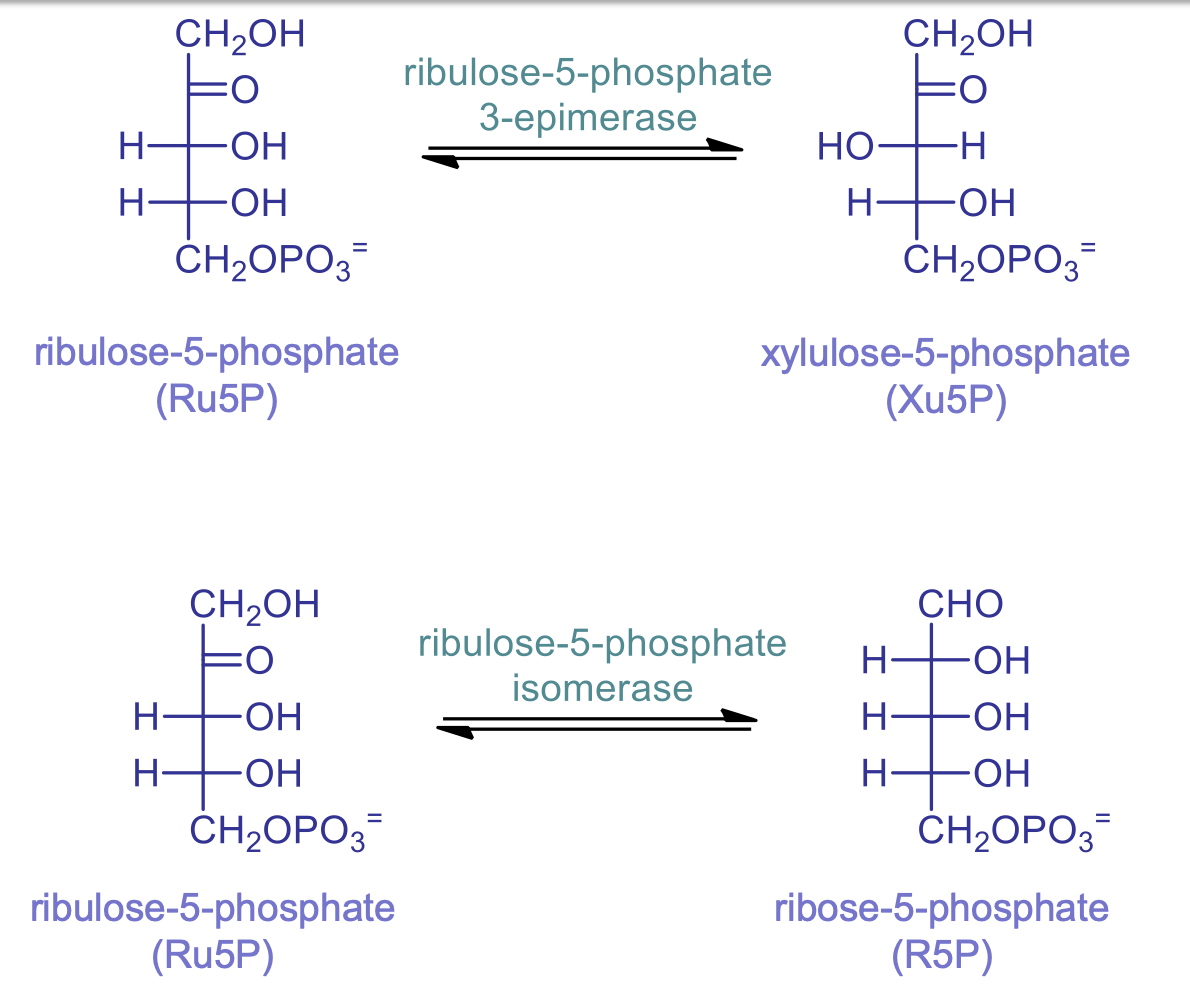 <ul><li><p>catalyzed by ribulose-5-phosphate isomerase</p></li><li><p>ribose-5-phosphate (R5P) is made which can continue in pentose phosphate pathway or be used to make DNA and RNA</p></li><li><p>switch the carbon the carbonyl is on</p></li></ul>