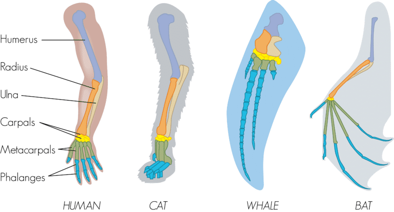 <p>Anatomical Homology</p>