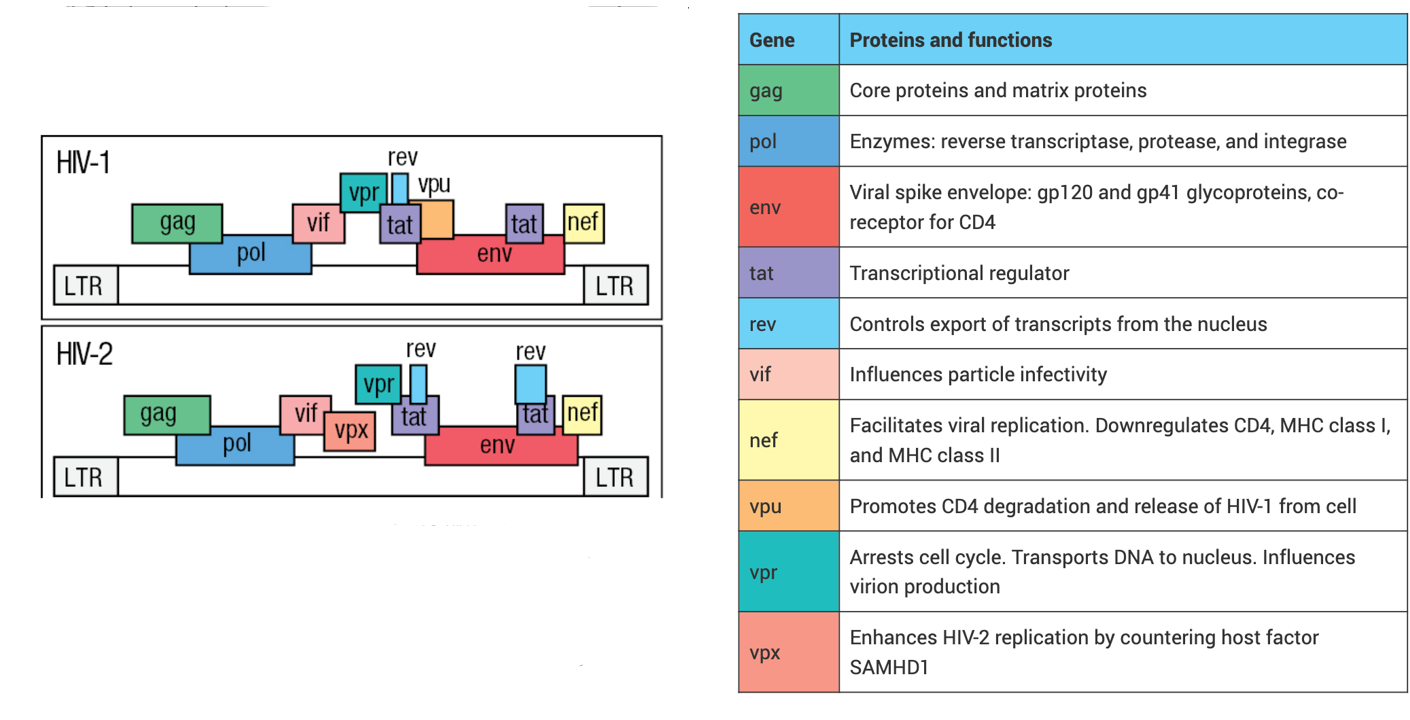 <p> less virulent; progression</p>