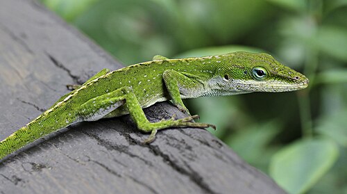 <p><em>Anolis carolinensis</em></p>