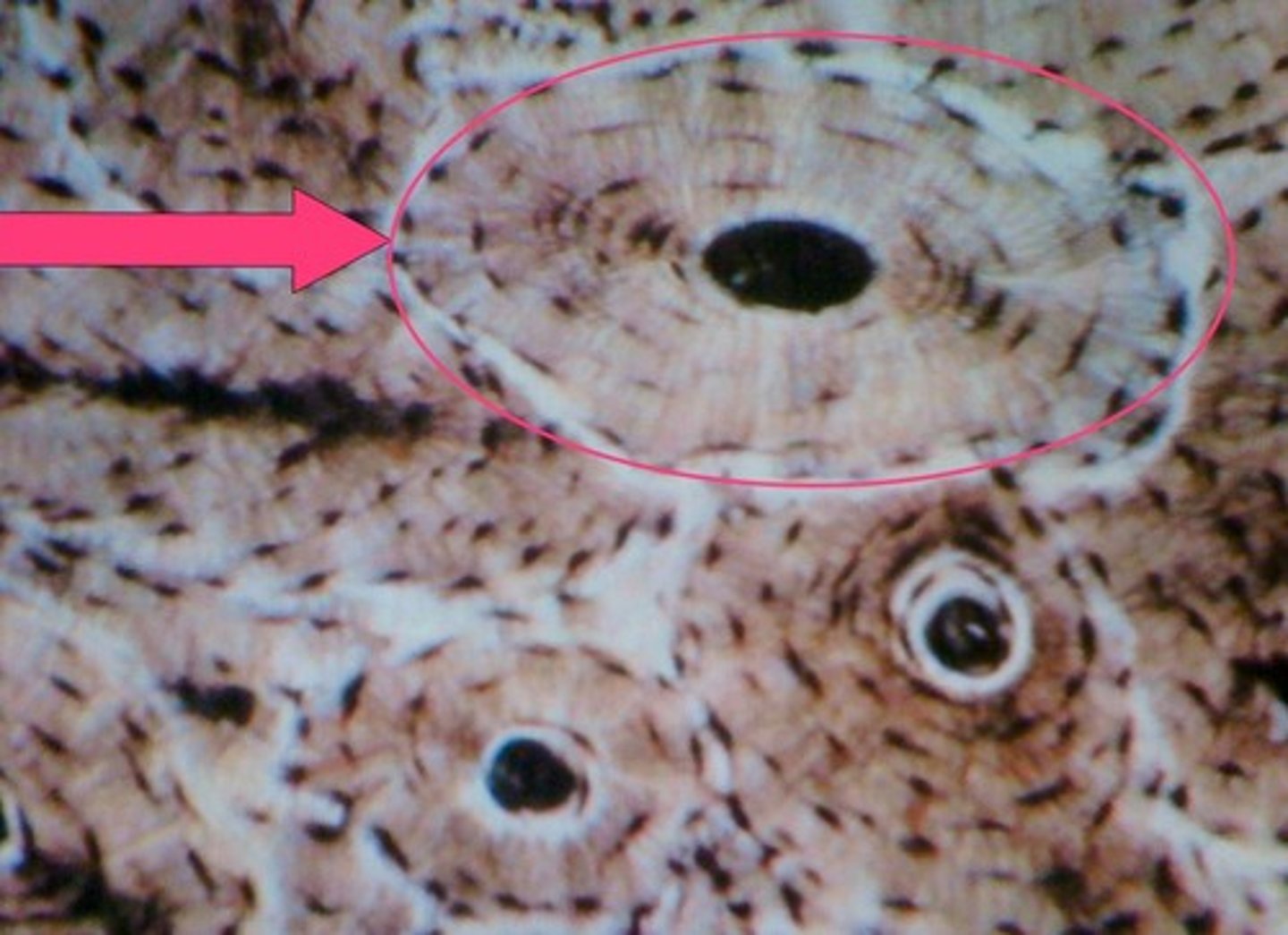 <p>fundamental functional unit of compact bone</p>