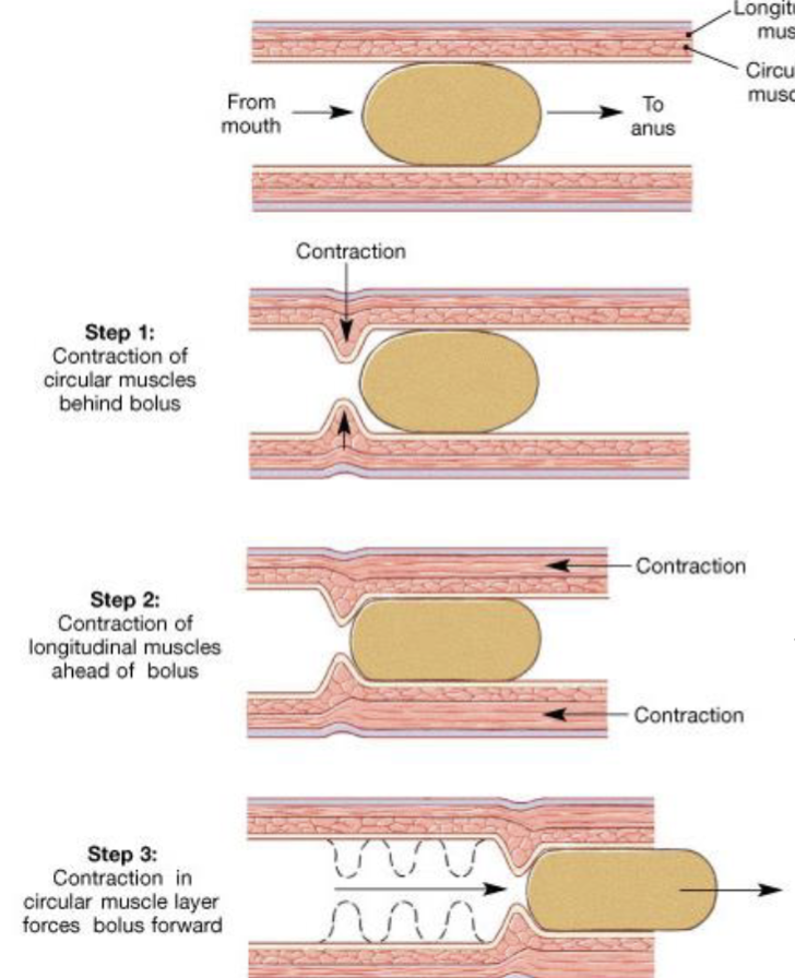 <p><span><span>Peristalsis</span></span></p>