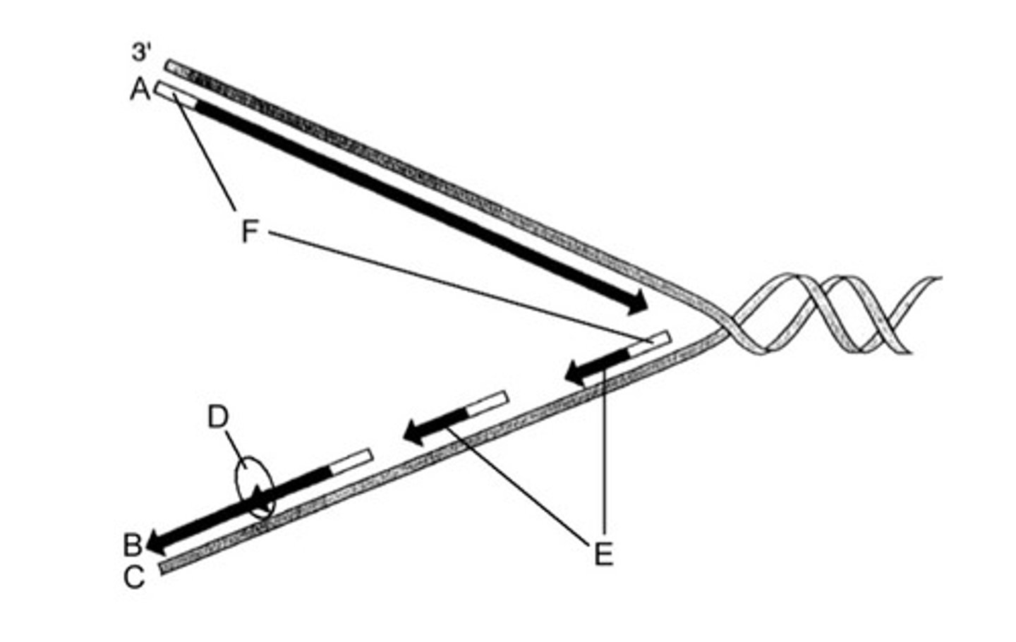 <p>Match the following aspects of DNA replication (A-F) to their correct descriptions</p><p>i) Site of action of DNA Ligase</p><p>ii) Leading Strand</p><p>iii) Okasaki Fragments</p><p>iv) Lagging Strand</p><p>v) RNA primers</p><p>vi) DNA Template Strand</p>