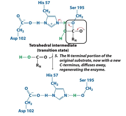 <ol><li><p>The <strong>N-terminal fragment (RN)</strong> is released (now with a new C-terminus).</p></li><li><p>Ser 195 is no longer attached to anything.</p></li><li><p>The enzyme returns to its original state, ready to work again.</p></li></ol><p><span data-name="check_mark_button" data-type="emoji">✅</span> <strong>Goal:</strong> Release the second product and reset the enzyme.</p>