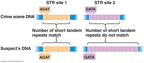 Also known as STR, this is located on the autosomal chromosomes. STRs are important for identification in forensic samples.