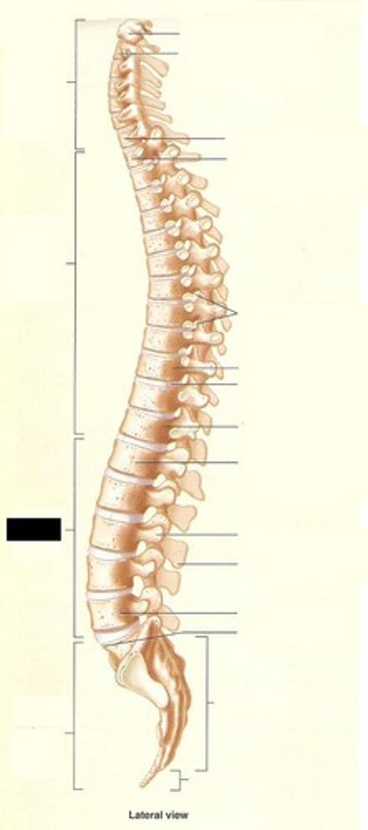 <p>The bones of the vertebral column</p>