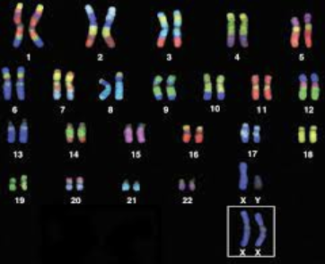 <p>Karyotype</p>