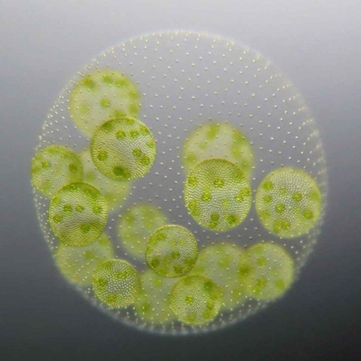 <p>A single-celled genus that forms spherical colonies and is capable of sexual reproduction.</p>