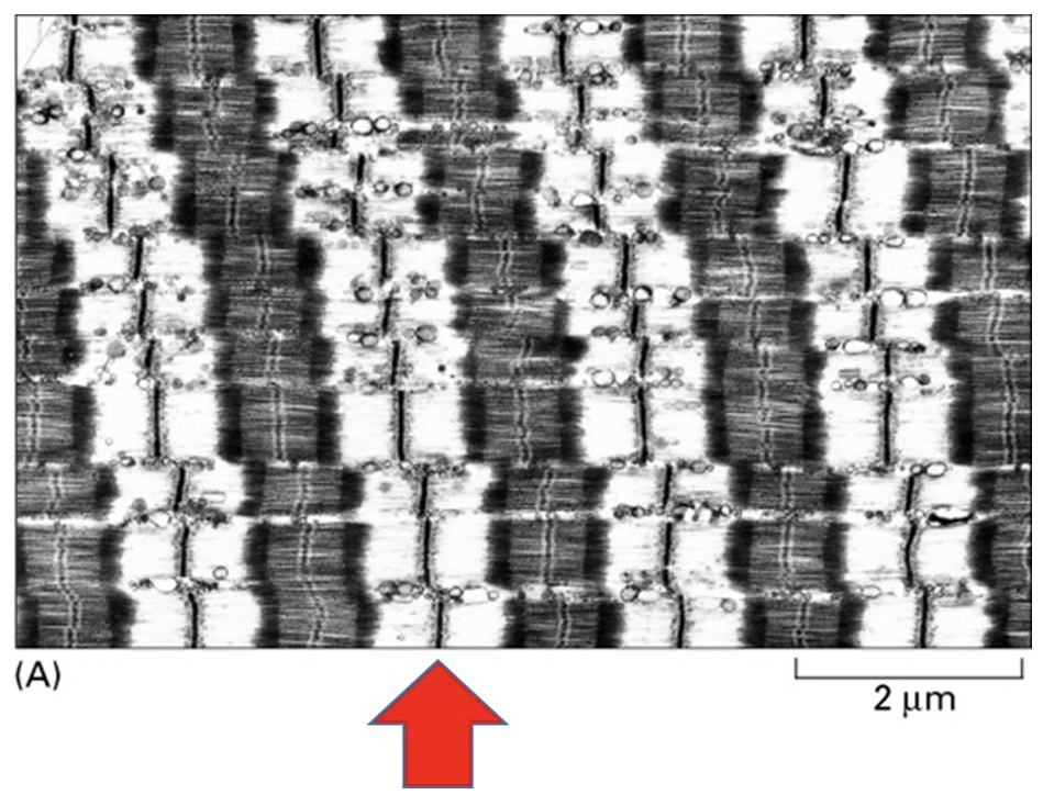 What does the red arrow in the image above point to?