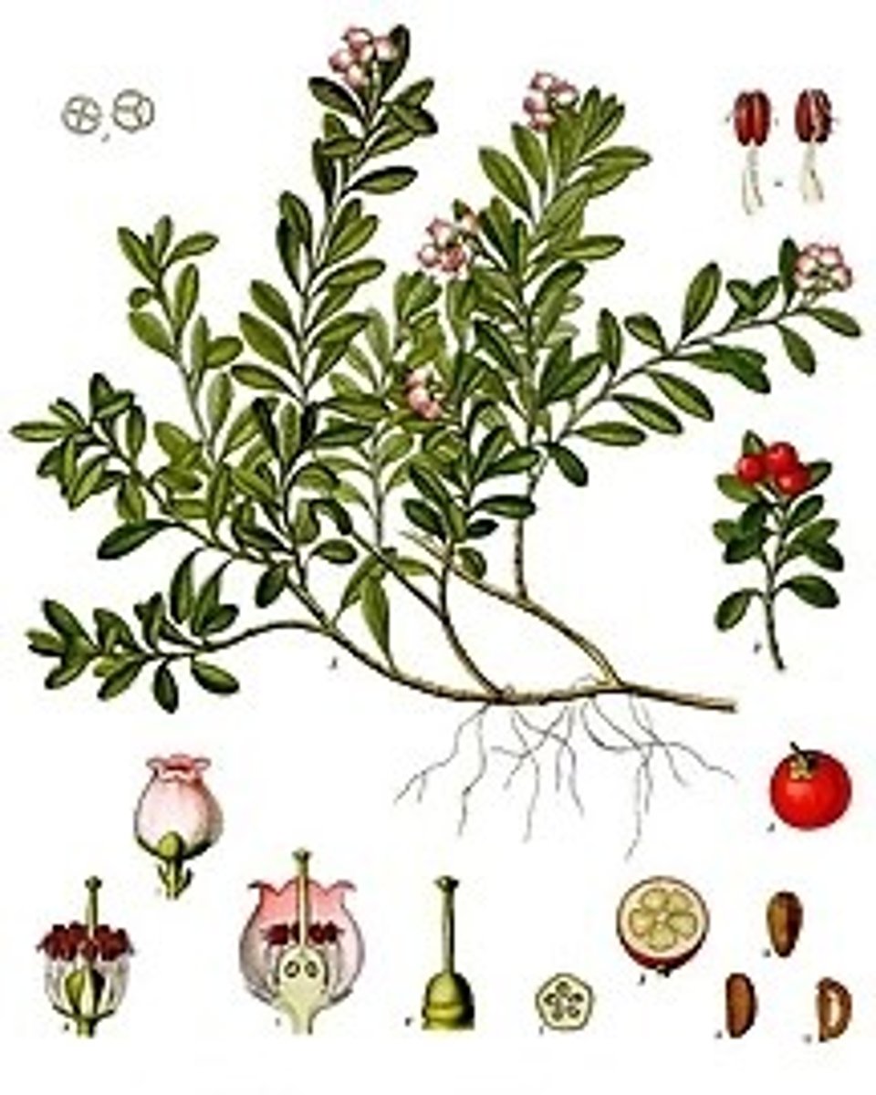 term image