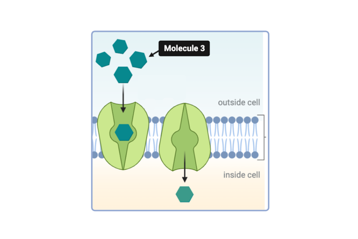 <p>Based on the direction of flow depicted in the model, the concentration of <strong>Molecule 3</strong> must be _________ of the cell.&nbsp;</p><ul><li><p><span>a. higher on the outside than the inside&nbsp;</span></p><p></p></li><li><p><span>b. lower on the outside than the inside</span></p><p></p></li><li><p><span>c. the same on the outside and the inside</span></p></li></ul><p></p>