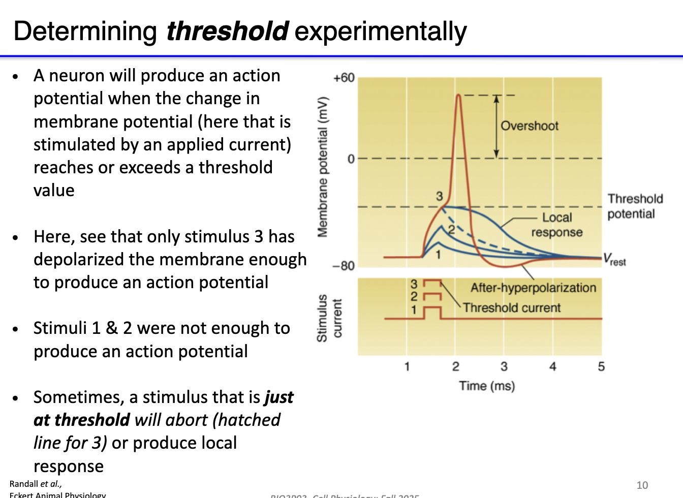 <ul><li><p>Inject current and observe <strong>membrane potential change</strong></p></li><li><p>Only when <strong>Vm reaches threshold</strong> → AP occurs</p></li><li><p>Example:</p><ul><li><p>Stimulus 1 &amp; 2 = subthreshold (no AP)</p></li><li><p>Stimulus 3 = threshold reached → AP produced</p></li><li><p>Near-threshold stimuli may cause <strong>aborted or local responses</strong></p><ul><li><p>**Note: For this class, if it reaches threshold consider it AP</p></li></ul></li></ul></li></ul><p></p>