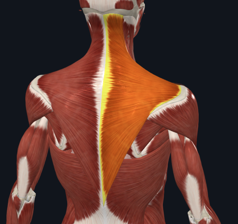 <p>What muscle is this</p>