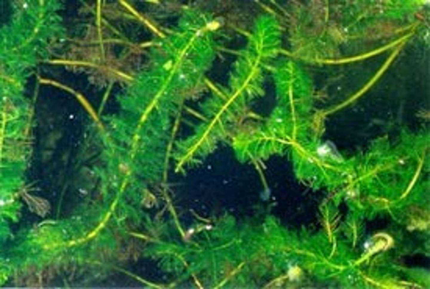 <p>Aquatic Nuisance Plants</p>