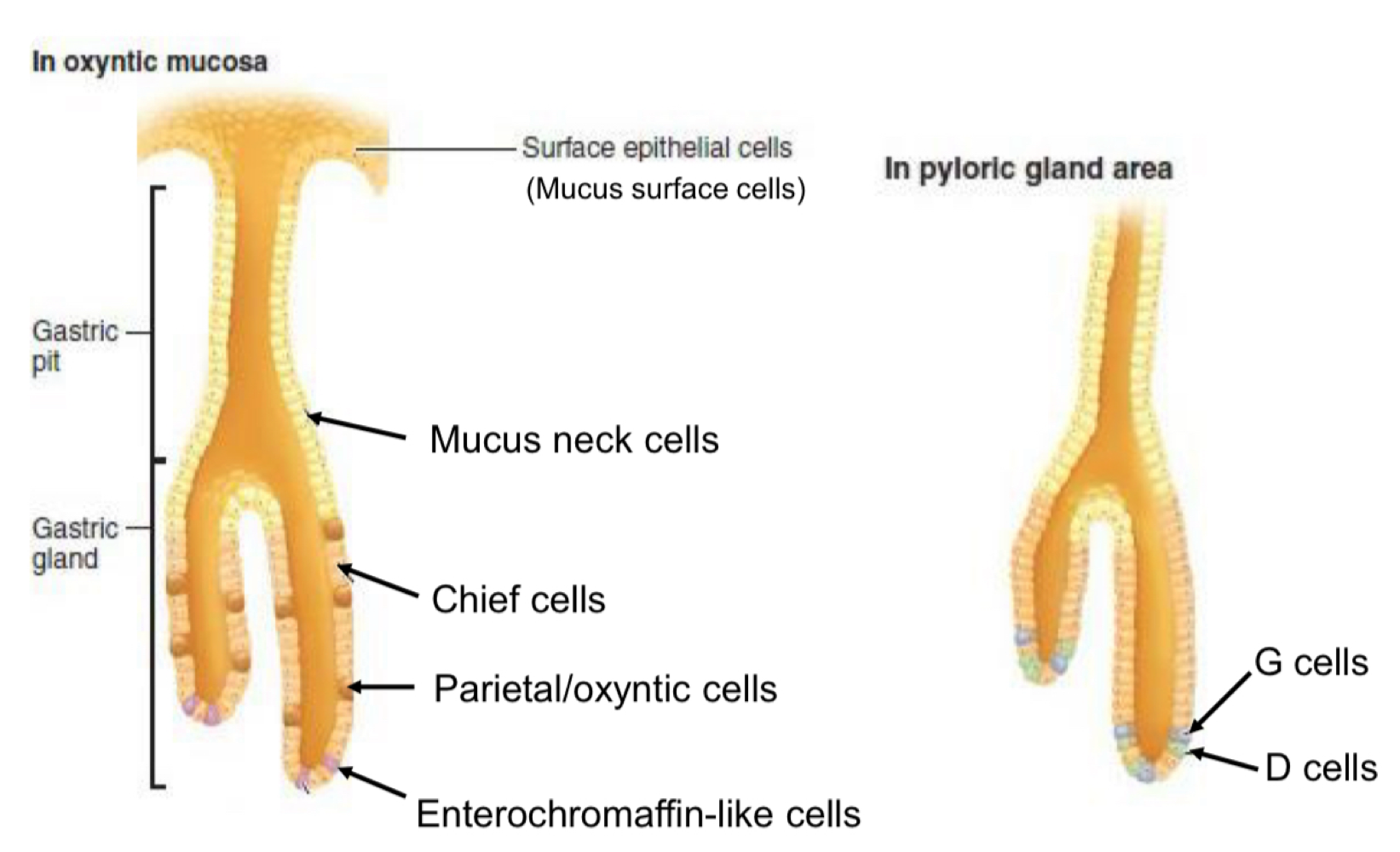 <p>Exocrine </p><ul><li><p>Mucus neck sells </p></li><li><p>Chief cells </p></li><li><p>Parietal/oxyntic cells </p></li></ul><p>Endocrine </p><ul><li><p>enterochromaffin-like cells </p></li><li><p>G cells </p></li><li><p>D cells </p></li></ul><p></p>
