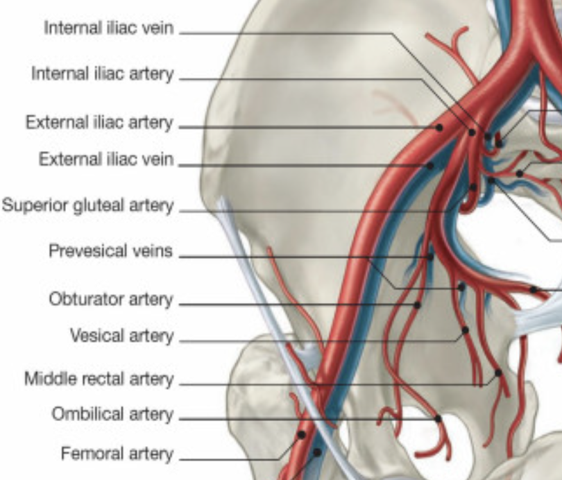 <ul><li><p><span>Internal illiac artery → obturator artery </span>→ <span>acetabular branch of obturator artery </span>→ <span>artery of ligament of head</span></p></li></ul><p></p><p></p>