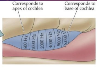 <ul><li><p>Complex sounds = sum of simple waves (harmonics).</p></li><li><p>Inner ear separates a complex wave into <strong>individual frequency components</strong>.</p></li><li><p><strong>Frequency = pitch</strong> (low freq = bassy; high freq = screechy).</p></li><li><p>A1 contains a <strong>tonotopic map</strong>: neurons are arranged by preferred frequency</p><ul><li><p>Low → mid → high frequencies in an orderly layout</p></li></ul></li></ul><p></p>