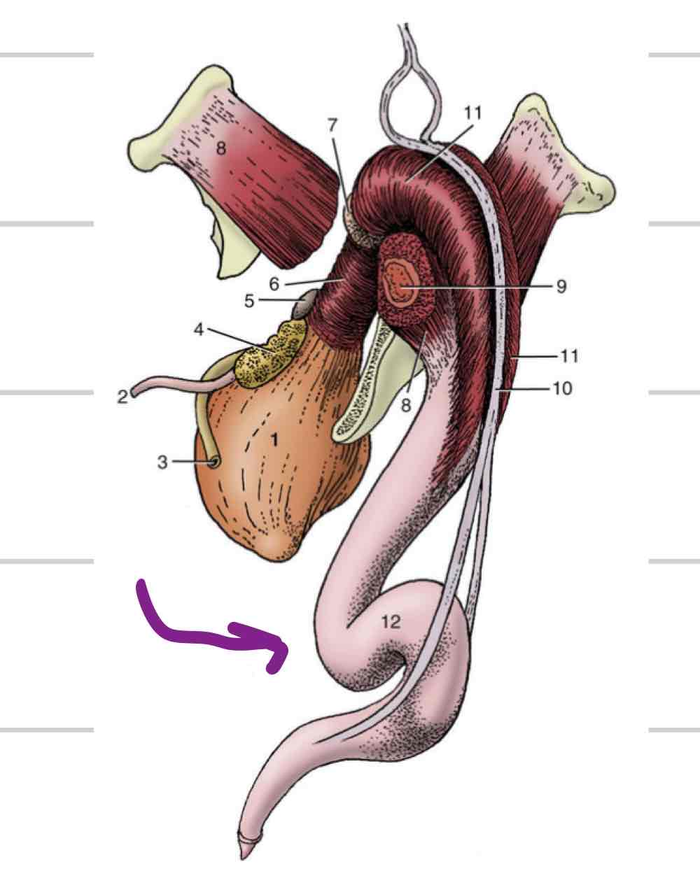 <ul><li><p>tough fibroelastic tissue, less open space</p></li><li><p>penis is firm when not erect</p></li><li><p>Does not increase much in diameter</p></li><li><p>Lengthening of penis via sigmoid flexure</p></li></ul>