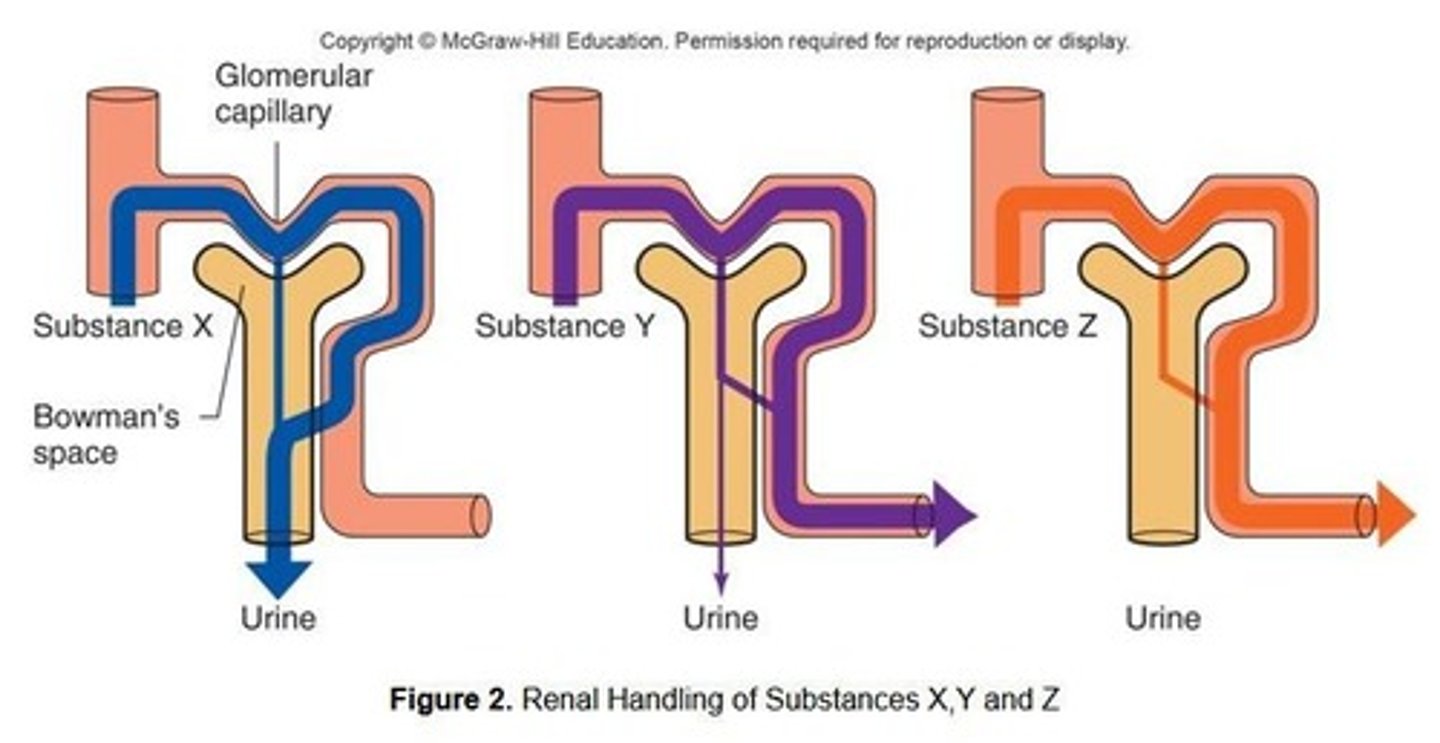 <p>Renal handling deals with the mechanisms by which various substances are processed by the kidney.</p>