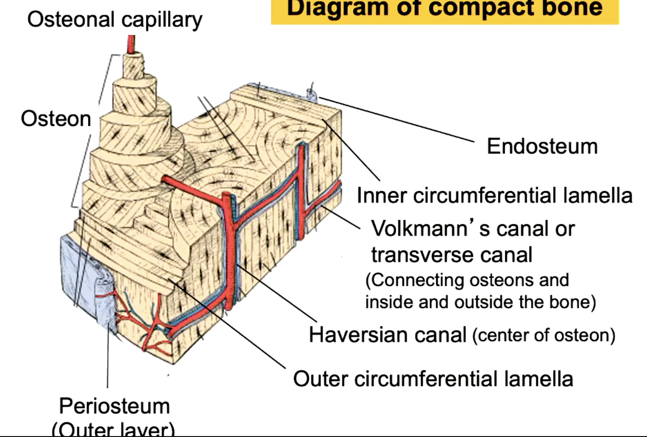 <p>osteonal capillary (blood vessels)</p>