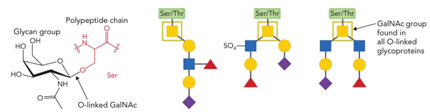 <p>attached to Ser/Thr</p>