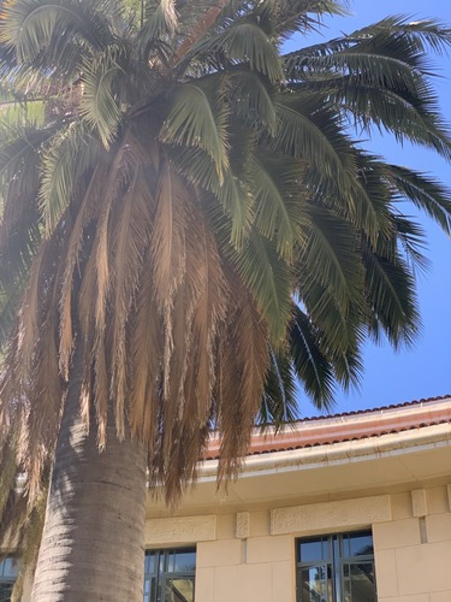 <p>Flat Feather like fronds and a slight twist in fronds, at maturity trunk is very thick like a wine bottle. Medium light green, with a ashy grey trunk no spines and leaflets close to base</p>