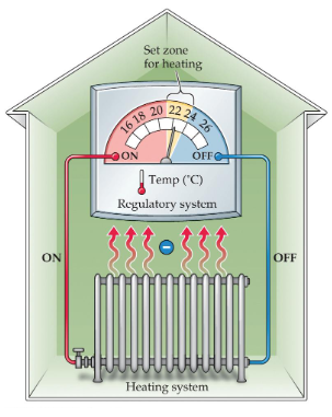 <p>Desired homeostatic value (98.6°F or 37°C)</p>