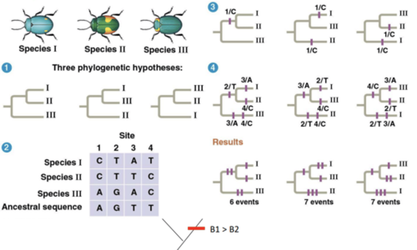<p>By principle of parsimony the one with the least events is the most likely evolution</p>