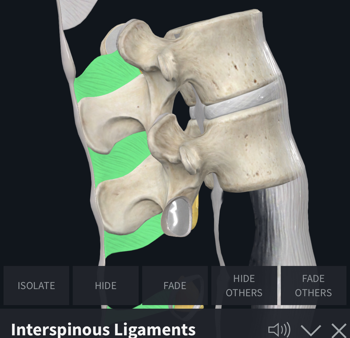 <p>Interspinous ligaments limit…?</p>