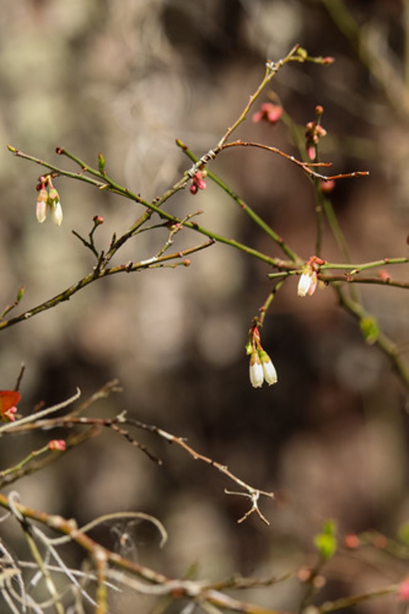 <p>what is the name of the plant pictured here?</p>