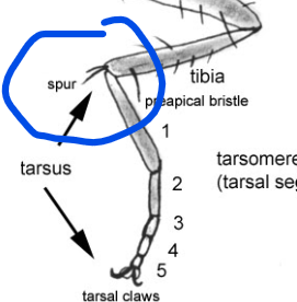<p>movable</p><p>• Found on proximal end of hind leg of tibia</p><p>• Think of cowboy boot spurs – they only occur in 1 spot!</p><p></p>