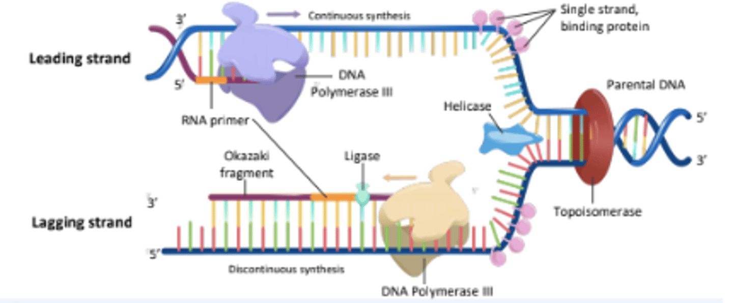<p>The strand of DNA that is synthesized discontinuously in short segments called Okazaki fragments.</p>