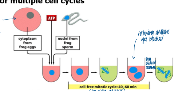 <p>if MPF is protein, RNA, or both </p><ul><li><p>monitor decondensation of sperm pronucleus, rep of dna, and mitosis as evidence of mpf </p></li></ul><p></p>