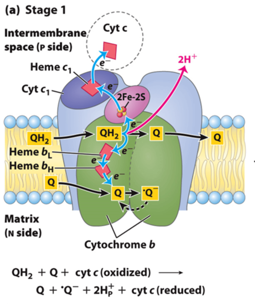 <p>- Oxidation of the first UQH2 to UQ</p><p>- 1 electron goes to cytochrome C</p><p>- 1 electron goes back to UQ to form UQdot (semiquinone intermediate)</p><p>- 2 H+ released</p>