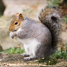 <p>squirrel</p>