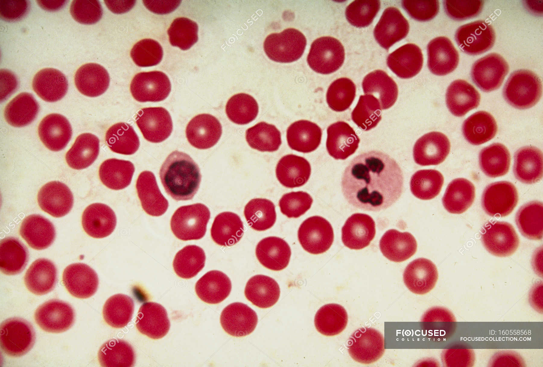 <p>What is the function of Erythrocytes?</p>