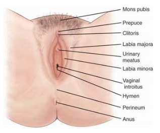 <p><span><span>Increased UTI r/x</span></span><span style="line-height: 0px;"><span></span></span></p><p class="Paragraph WhiteSpaceCollapse BCX0 SCXP101803079" style="text-align: left;"><span style="line-height: 0px;"><span></span></span></p><p class="Paragraph WhiteSpaceCollapse BCX0 SCXP101803079" style="text-align: left;"><span><span>Skene (antieffective): </span></span>may secrete <strong>clear fluid during climax</strong></p><p class="Paragraph WhiteSpaceCollapse BCX0 SCXP101803079" style="text-align: left;"><span><span>Bartholic Glands: </span></span>secrete <strong>clear mucus</strong> into the <strong>vaginal introitus</strong> during sexual arousal and intercourse.</p><ul><li><p>Provide <strong>lubrication</strong> to facilitate comfort during penetration.</p></li><li><p></p></li></ul><p></p>