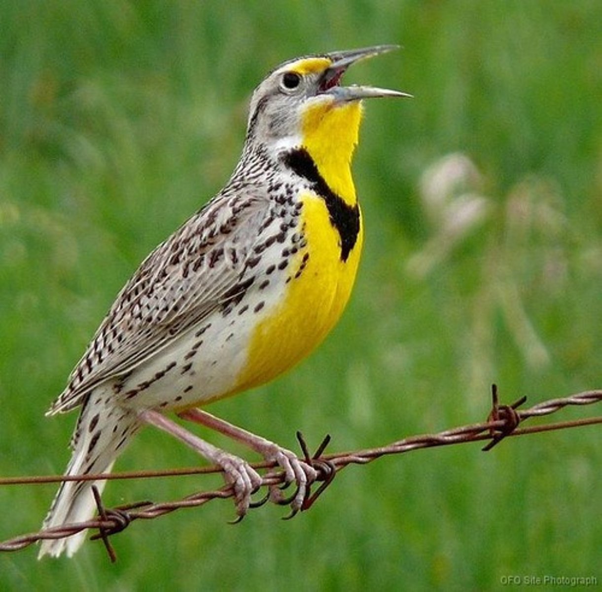 <p>state bird</p>