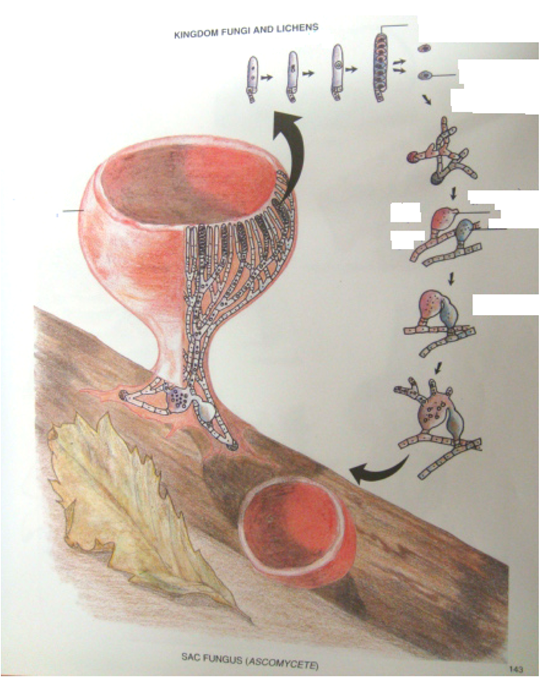 Page 143 diagram of sexual reproduction in Ascomycota