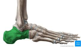 <p>Biggest bone in the foot, chalk shaped</p>