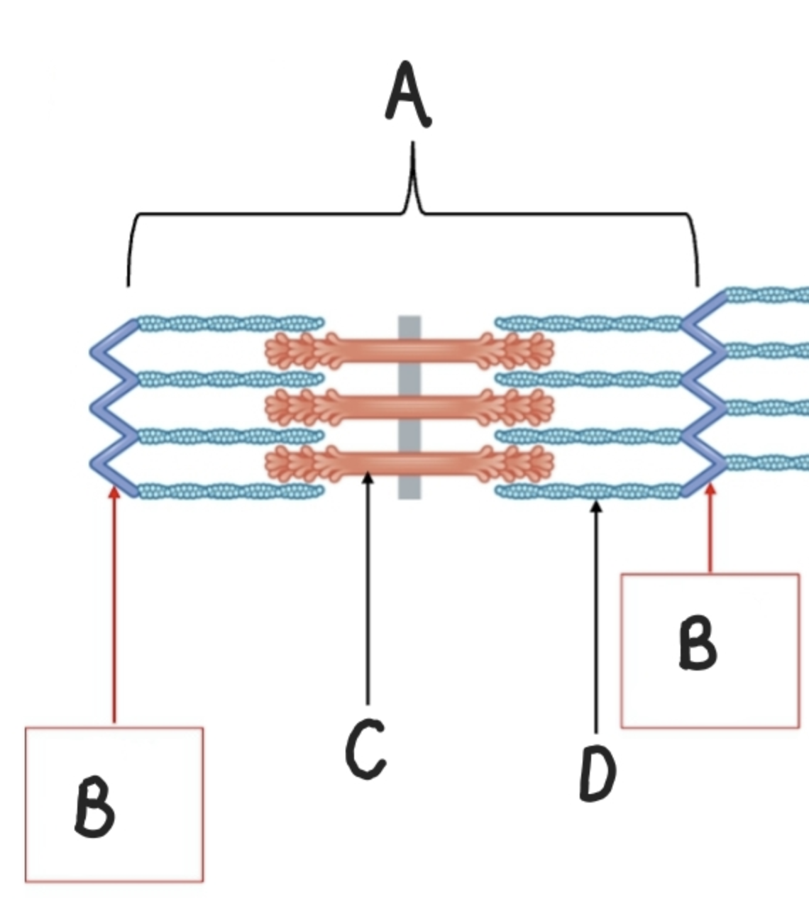 <p><span>What is Label A?</span></p>