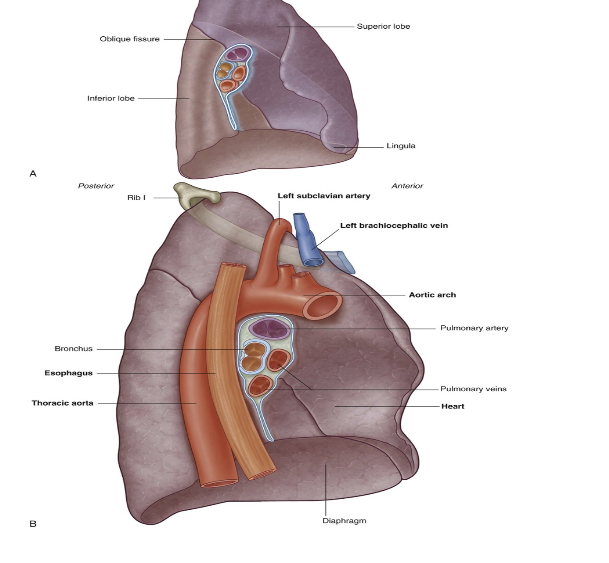 <ul><li><p>Heart</p></li><li><p>Aortic arch,</p></li><li><p>Thoracic aorta</p></li><li><p>Esophagus</p></li></ul>