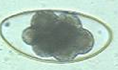 <p>?</p>