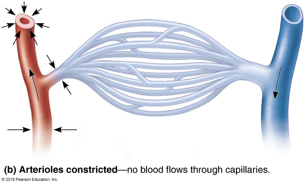 <p><strong>vasomotion</strong></p><p>-<u>vasoconstriction</u>: blood vessel diameter decreases</p><p>→decreased internal volume = ____ pressure</p><p>-<u>vasodilation</u>: blood vessel diameter increases</p><p>→increased internal volume = ___ pressure</p>