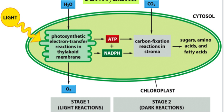 <p>the conversion of sunlight energy into chemical energy by living organisms</p><p>end product: generation of organic molecules from atmospheric CO2</p><p>two stages: light and dark reactions</p><p>occurs in chloroplasts</p>