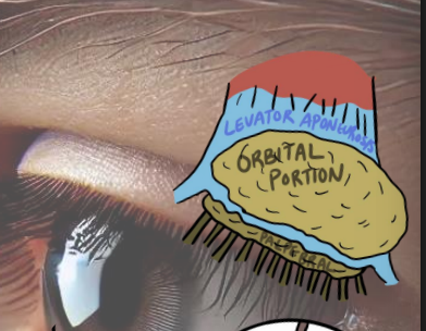<ol><li><p>at temporal fossa of frontal bone </p></li><li><p>2 divisions separated by the levator aponeurosis </p><ol><li><p>orbital </p></li><li><p>palpebral </p></li></ol></li></ol><p></p>