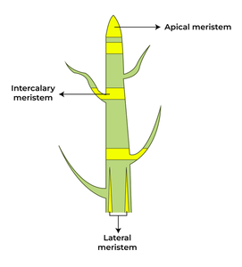 <p>Meristematic Tissue</p>