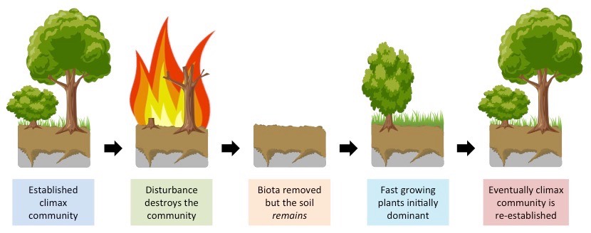 <p><span>An event that changes an ecosystem by removing organisms or changing resource availability</span></p>