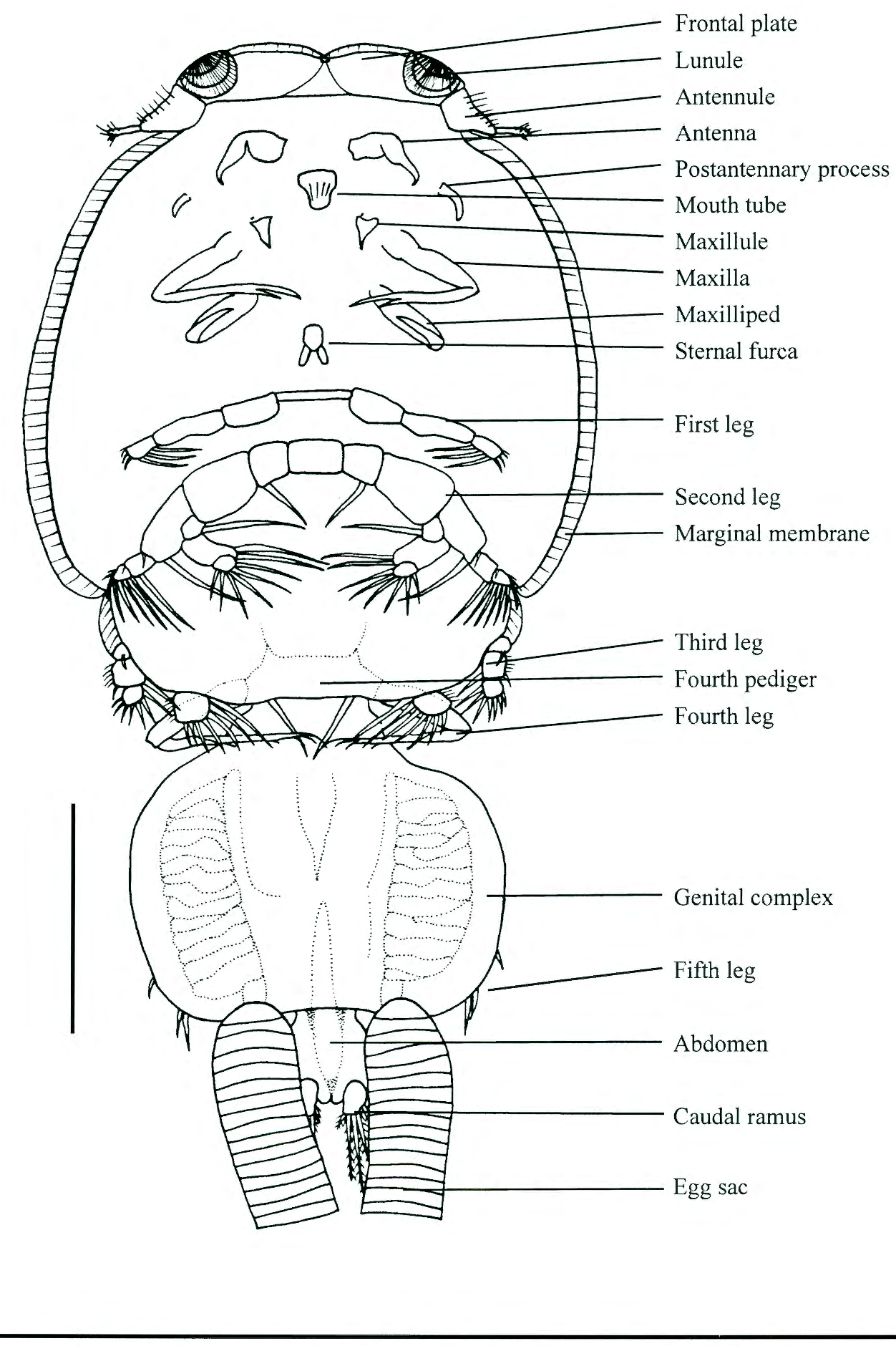 <p>type of copeopod parasite </p><p>“sea lice”</p><p>symptoms: </p><ul><li><p>Consumption of fish skin </p></li></ul><p>Life cycle: coepodid becomes chalmus→ chalmius stages molt into pre-adult stage→ motile adult stages→ mate on fish skin→ eggs hatch as free swimming nauplius </p>